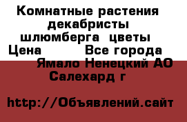 Комнатные растения, декабристы (шлюмберга) цветы › Цена ­ 300 - Все города  »    . Ямало-Ненецкий АО,Салехард г.